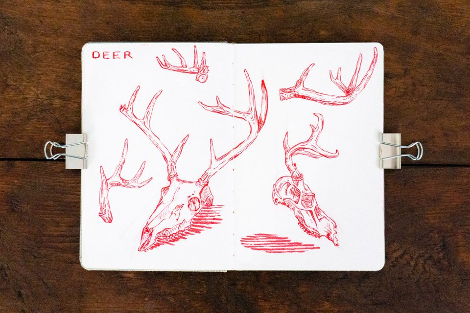 Open sketchbook with pink drawings of deer, antlers, and birds.